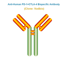 Load image into Gallery viewer, Anti-Human PD-1xCTLA-4 Bispecific Antibody