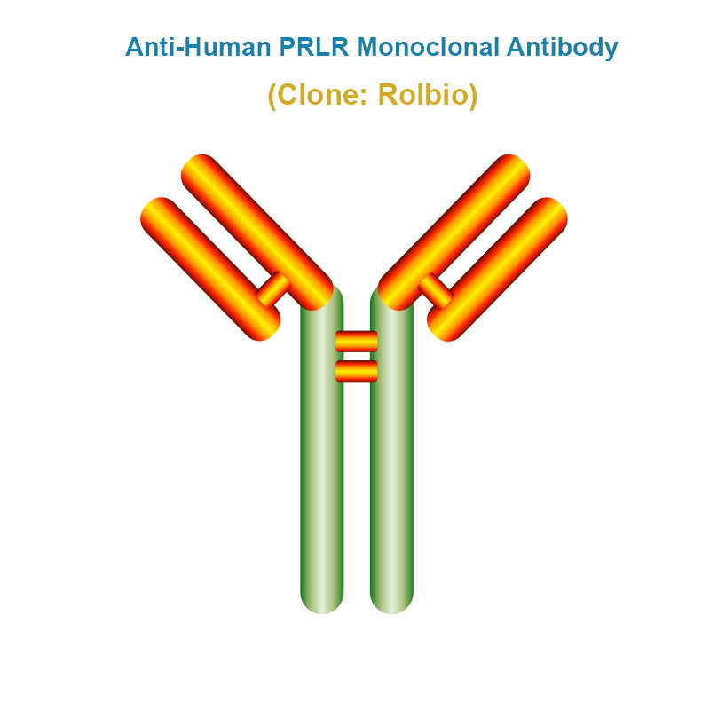 Anti-Human PRLR Monoclonal Antibody