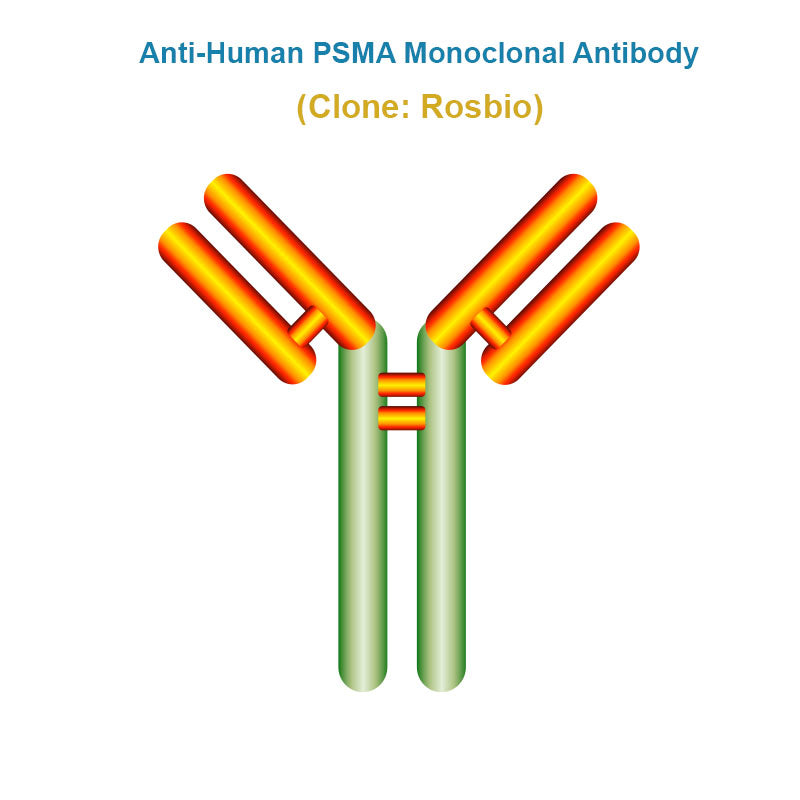 Anti-Human PSMA Monoclonal Antibody, Clone: Rosbio
