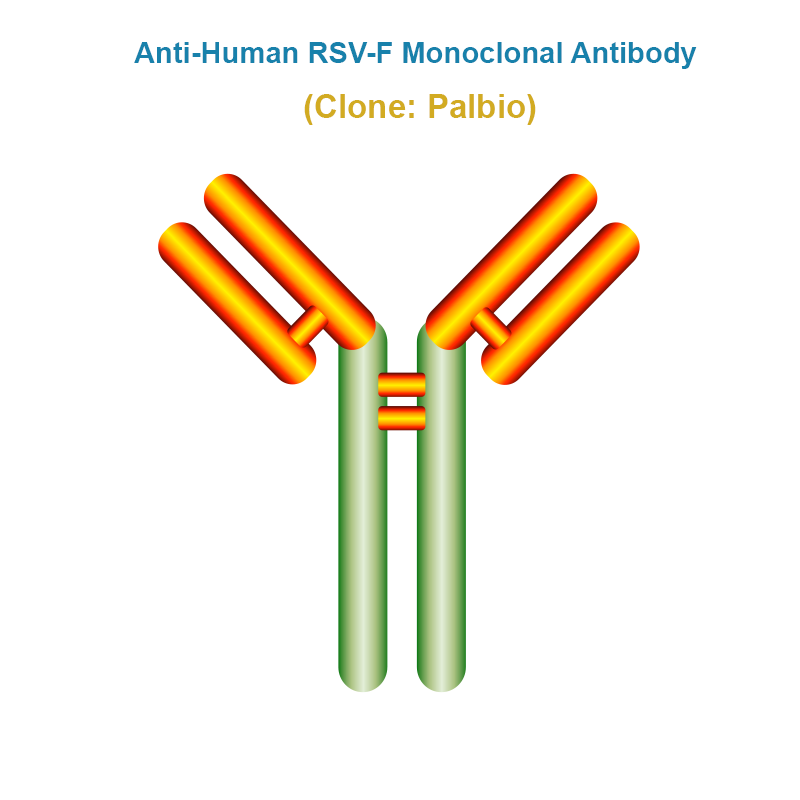 Anti-Human RSV-F Monoclonal Antibody