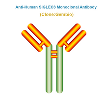 Load image into Gallery viewer, Anti-Human SIGLEC3 Monoclonal Antibody