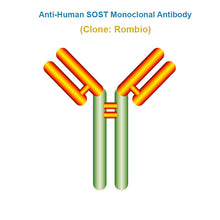 Load image into Gallery viewer, Anti-Human SOST Monoclonal Antibody