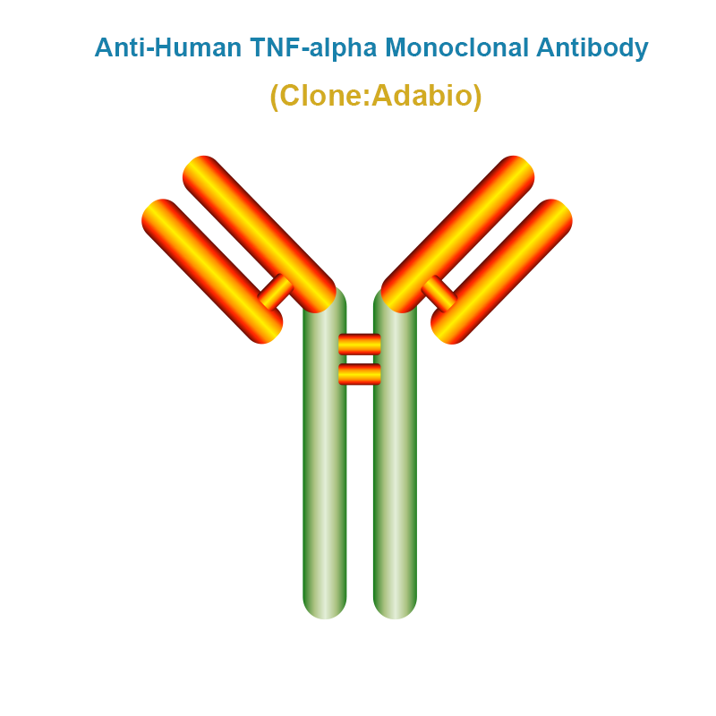 Anti-Human TNF-alpha Monoclonal Antibody