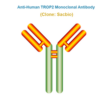 Load image into Gallery viewer, Anti-Human TROP2 Monoclonal Antibody, Clone: Sacbio