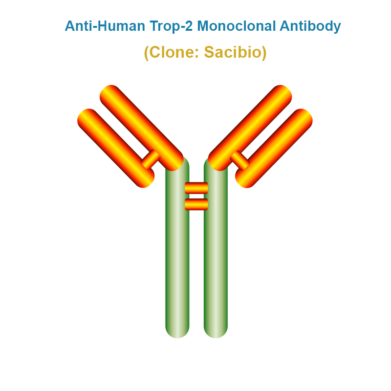 Anti-Human Trop-2 Monoclonal Antibody