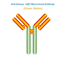 Load image into Gallery viewer, Anti-Human α4β7 Monoclonal Antibody