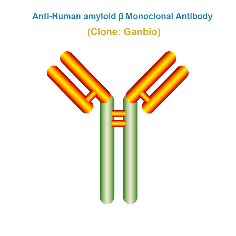 Anti-Human Amyloid β Monoclonal Antibody
