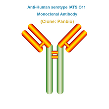 Load image into Gallery viewer, Anti-Human serotype IATS O11 Monoclonal Antibody
