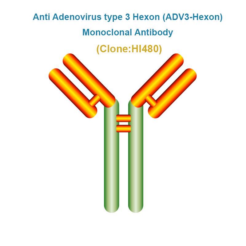 Anti Adenovirus type 3 Hexon (ADV3-Hexon) Monoclonal Antibody
