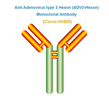 Load image into Gallery viewer, Anti Adenovirus type 3 Hexon (ADV3-Hexon) Monoclonal Antibody