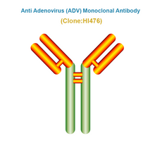 Load image into Gallery viewer, Anti Adenovirus (ADV) Monoclonal Antibody