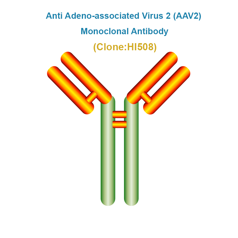 Anti Adeno-associated Virus serotype 2 (AAV2) Monoclonal Antibody