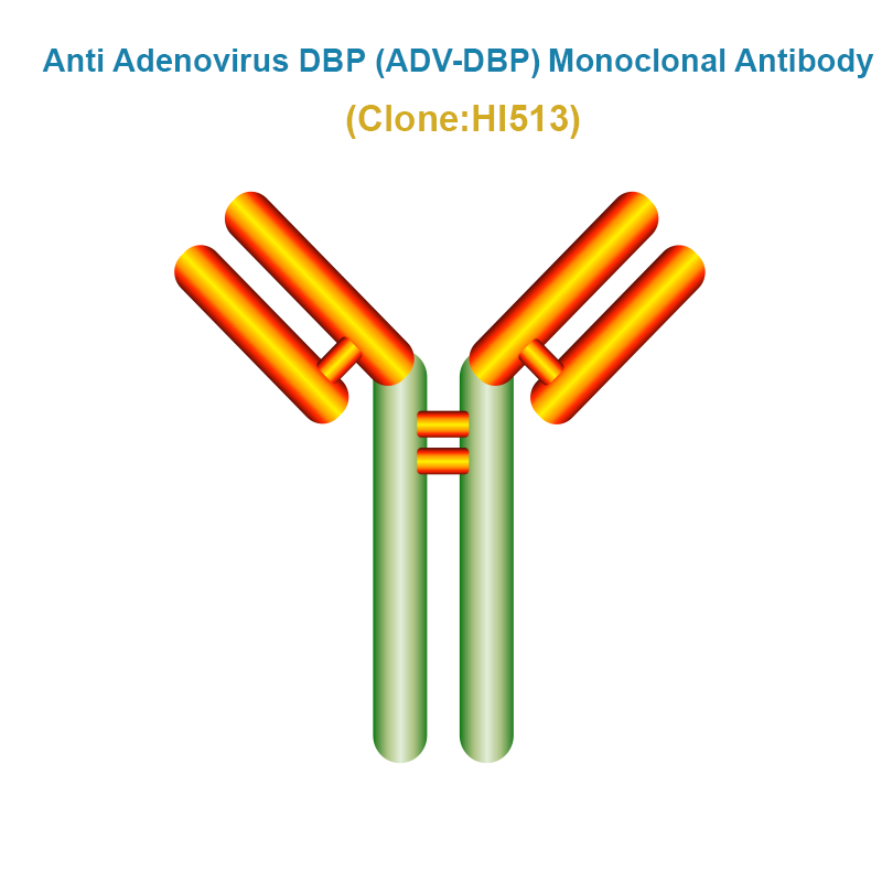 Anti Adenovirus DNA Binding Protein (ADV-DBP) Monoclonal Antibody