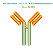 Load image into Gallery viewer, Anti Adenovirus DNA Binding Protein (ADV-DBP) Monoclonal Antibody