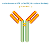 Anti Adenovirus DNA Binding Protein (ADV-DBP) Monoclonal Antibody