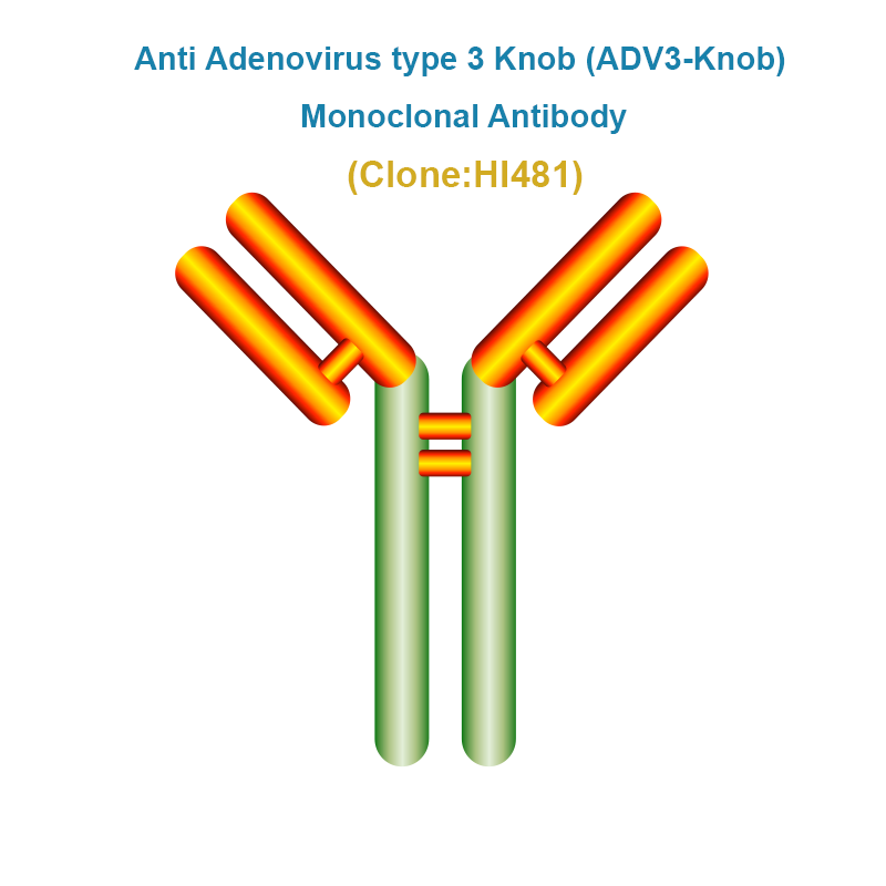 Anti Adenovirus type 3 Knob (ADV3-Knob) Monoclonal Antibody