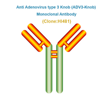 Load image into Gallery viewer, Anti Adenovirus type 3 Knob (ADV3-Knob) Monoclonal Antibody