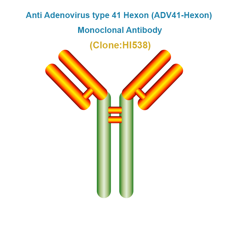 Anti Adenovirus type 41 Hexon (ADV41-Hexon) Monoclonal Antibody