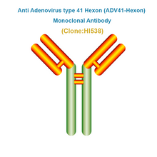 Load image into Gallery viewer, Anti Adenovirus type 41 Hexon (ADV41-Hexon) Monoclonal Antibody