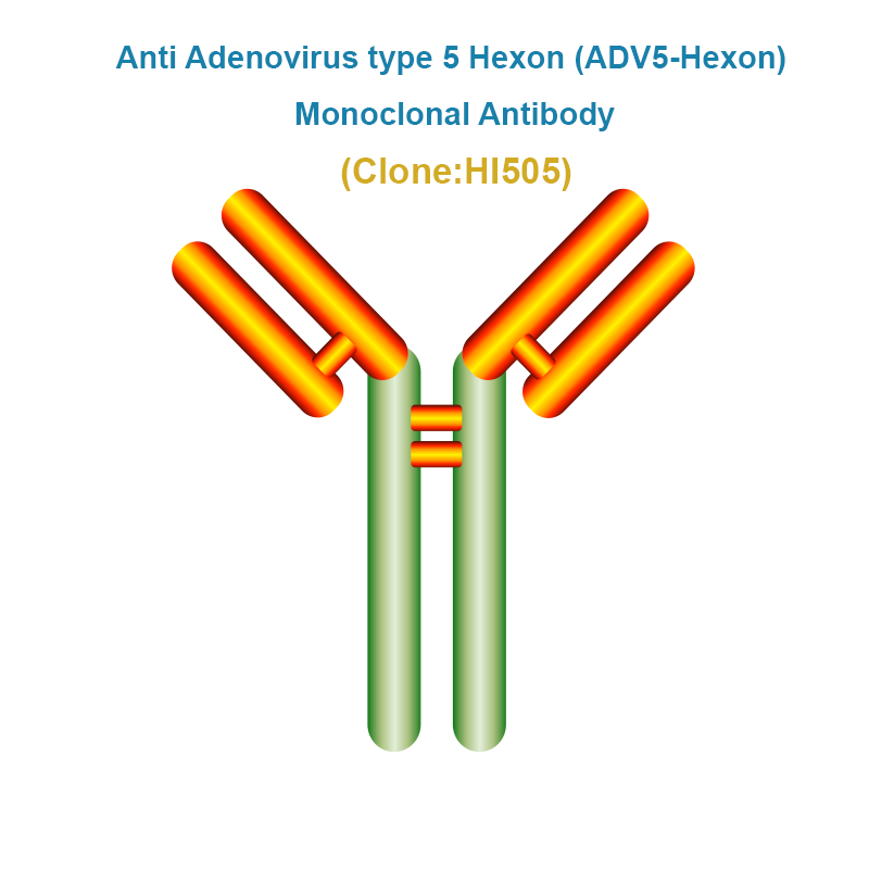 Anti Adenovirus type 5 Hexon (ADV5-Hexon) Monoclonal Antibody
