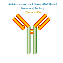 Load image into Gallery viewer, Anti Adenovirus type 7 Hexon (ADV7-Hexon) Monoclonal Antibody