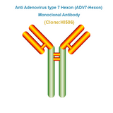 Anti Adenovirus type 7 Hexon (ADV7-Hexon) Monoclonal Antibody