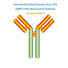 Load image into Gallery viewer, Anti Aleutian Mink Disease Virus VP2 (AMDV-VP2) Monoclonal Antibody
