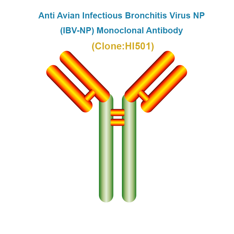 Anti Infectious Bronchitis Virus NP (IBV-NP) Monoclonal Antibody