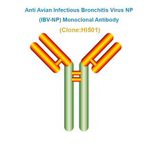 Load image into Gallery viewer, Anti Infectious Bronchitis Virus NP (IBV-NP) Monoclonal Antibody