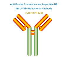 Load image into Gallery viewer, Anti Bovine Coronavius Nucleoprotein NP (BCoV/NP) Monoclonal antibody
