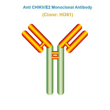 Load image into Gallery viewer, Anti Chikungunya virus (CHIKV/E2) Monoclonal Antibody