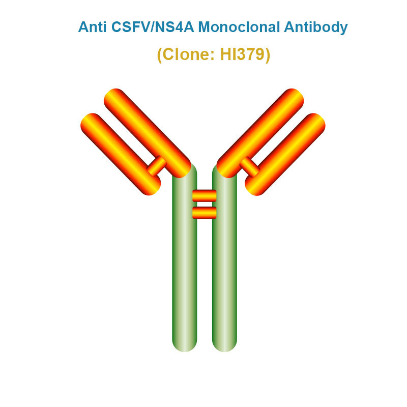 Anti Classical Swine Fever Virus (CSFV/NS4A) Monoclonal Antibody