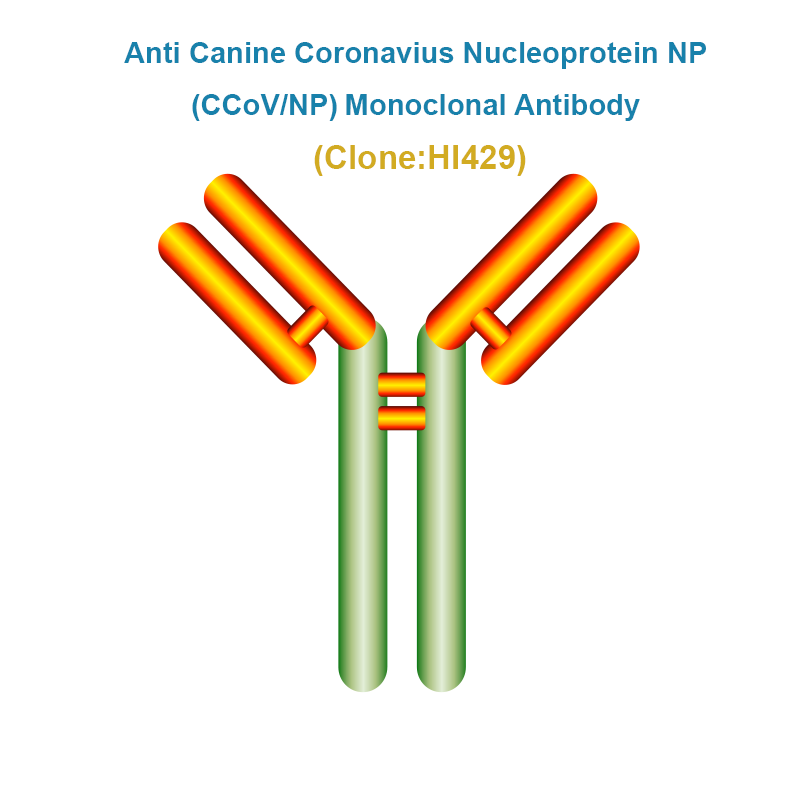 Anti Canine Coronavius Nucleoprotein NP (CCoV/NP) Monoclonal antibody