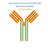 Anti Canine Parvovirus VP2 (CPV-VP2) Monoclonal Antibody