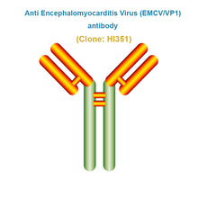 Load image into Gallery viewer, Anti Encephalomyocarditis Virus (EMCV/VP1) Antibody