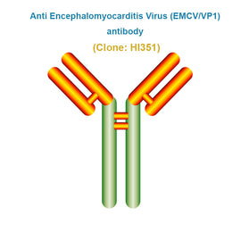Anti Encephalomyocarditis Virus (EMCV/VP1) Antibody