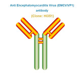 Anti Encephalomyocarditis Virus (EMCV/VP1) Antibody