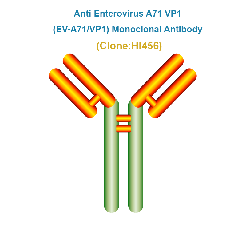 Anti Enterovirus A71 VP1 (EV-A71/VP1) Monoclonal Antibody