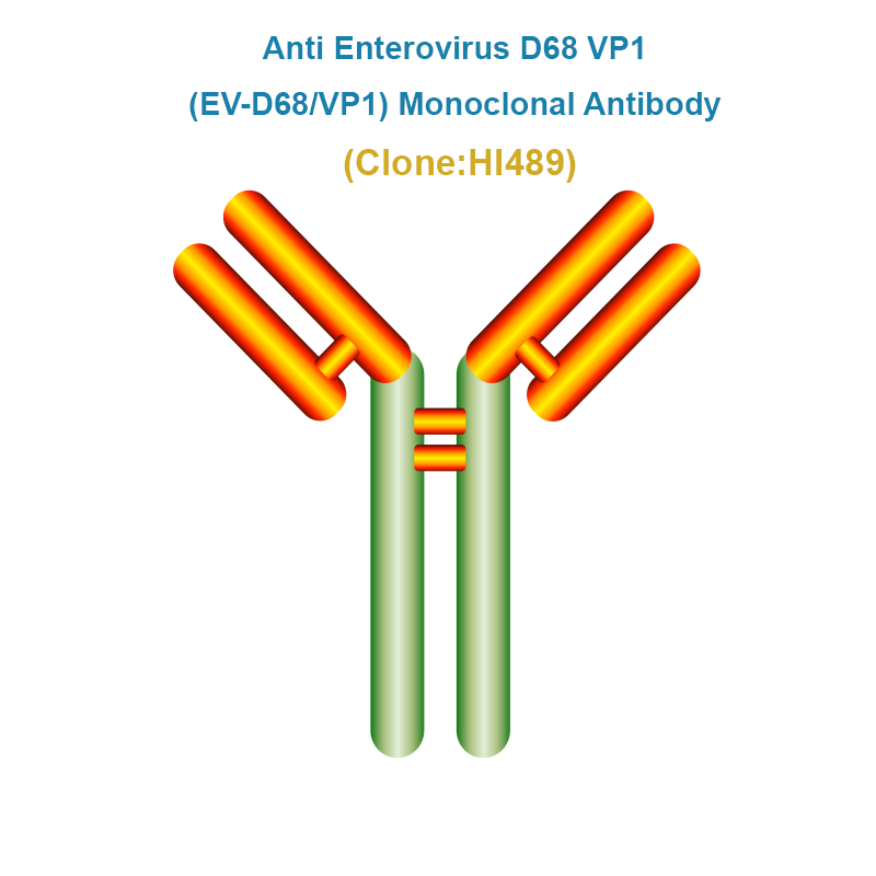Anti Enterovirus D68 VP1 (EV-D68/VP1) Monoclonal Antibody