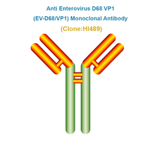 Load image into Gallery viewer, Anti Enterovirus D68 VP1 (EV-D68/VP1) Monoclonal Antibody