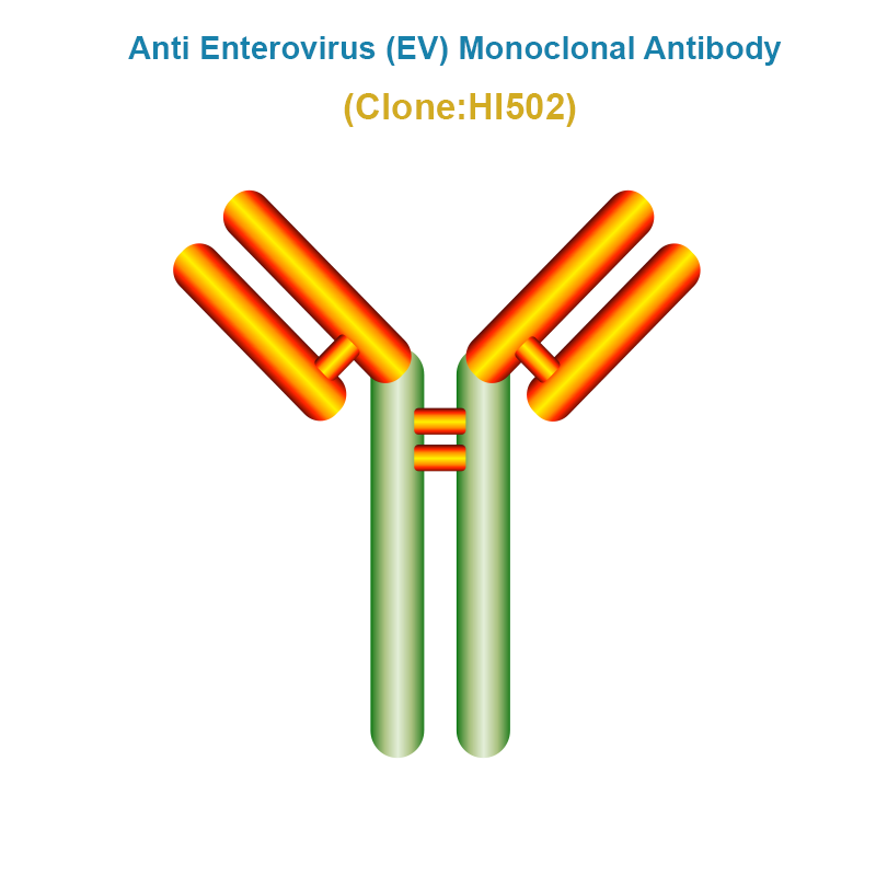 Anti Enterovirus (EV) Monoclonal Antibody