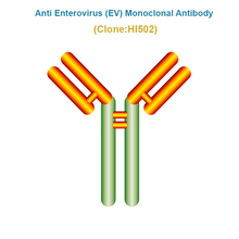Load image into Gallery viewer, Anti Enterovirus (EV) Monoclonal Antibody