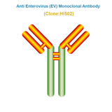 Anti Enterovirus (EV) Monoclonal Antibody