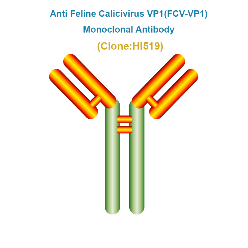 Anti Feline Calicivirus VP1 (FCV-VP1) Monoclonal Antibody