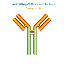 Load image into Gallery viewer, Anti Human cytomegalovirus (HCMV/pp65) Monoclonal Antibody