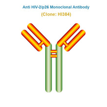 Load image into Gallery viewer, Anti Human Immunodeficiency Virus Type 2 (HIV-2/p26) Monoclonal Antibody