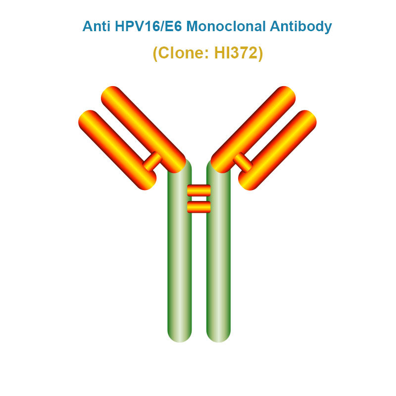 Anti Human Papillomavirus (HPV16/E6) Monoclonal Antibody