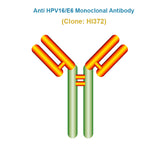 Anti Human Papillomavirus (HPV16/E6) Monoclonal Antibody