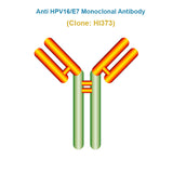 Anti Human Papillomavirus (HPV16/E7) Monoclonal Antibody