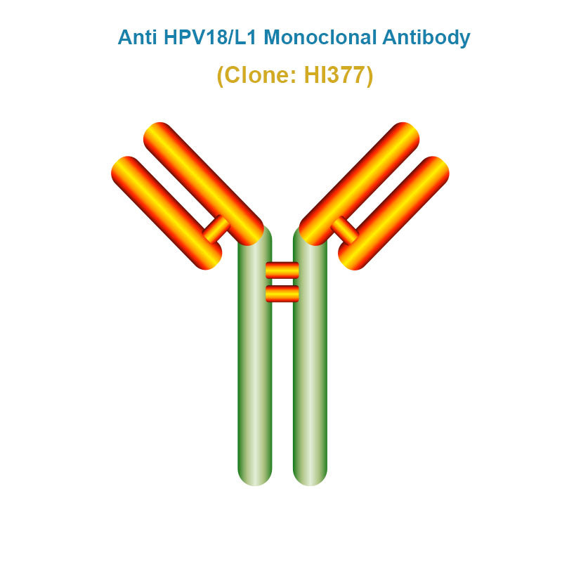 Anti Human Papillomavirus (HPV18/L1) Monoclonal Antibody